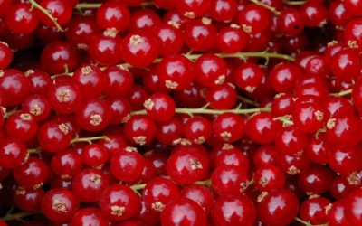 Blood berries (Bloedbessen): creative approach and drive to come up with beautiful solutions
