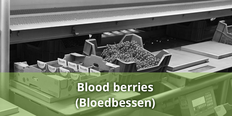 Blood berries (Bloedbessen)